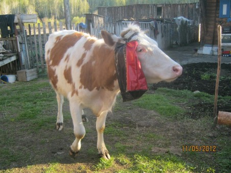 Корова модница